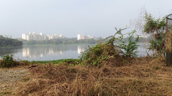 Dead shrubs in the foreground, with Bangalore's Jakkur lake and the cityscape in the background